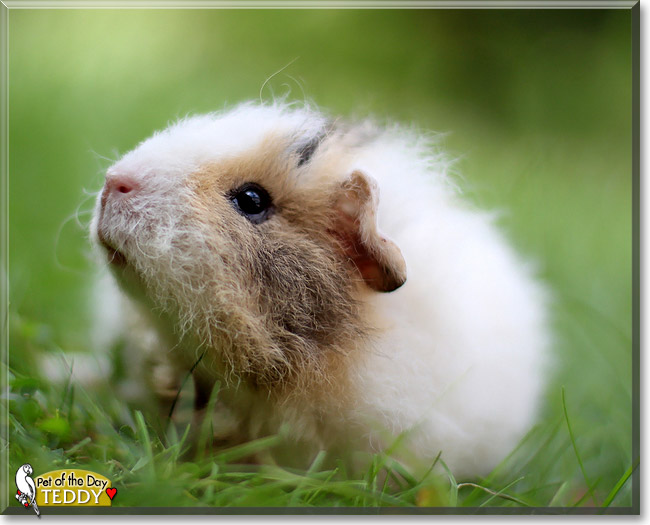 Teddy, the Pet of the Day Teddy, the Pet of the Day