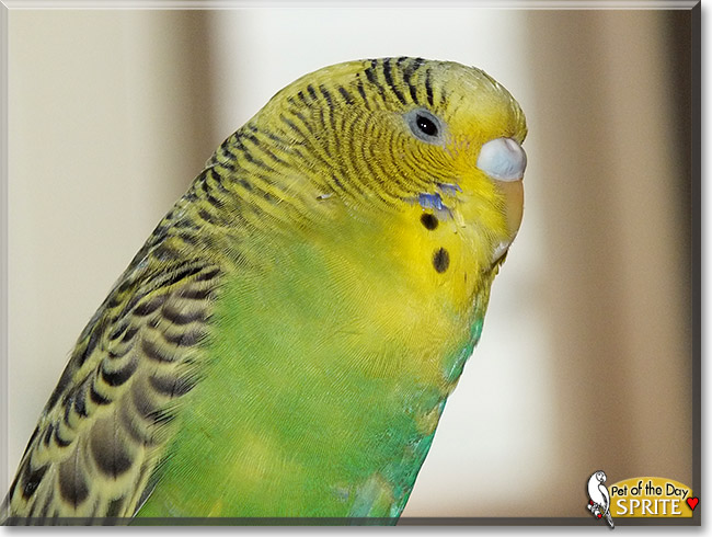 Sprite, the Pet of the Day Sprite, the Pet of the Day