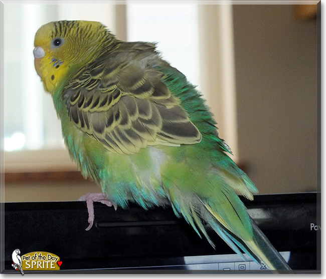 Sprite, the Pet of the Day Sprite, the Pet of the Day