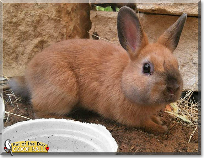Goof Ball, the Pet of the Day Goof Ball, the Pet of the Day