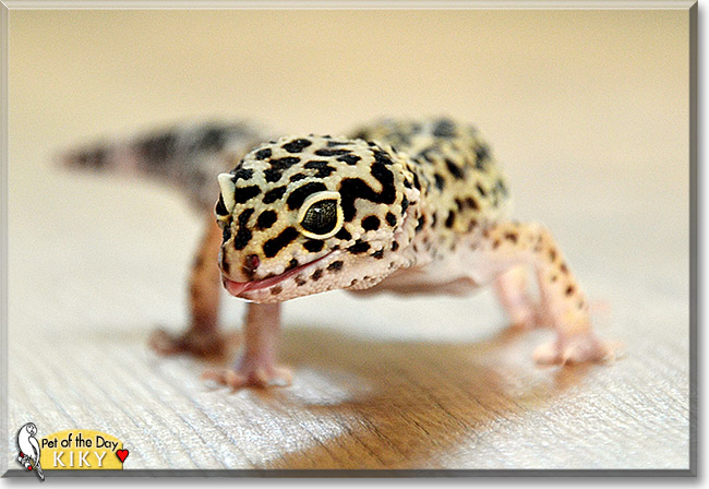 Kiky, the Pet of the Day