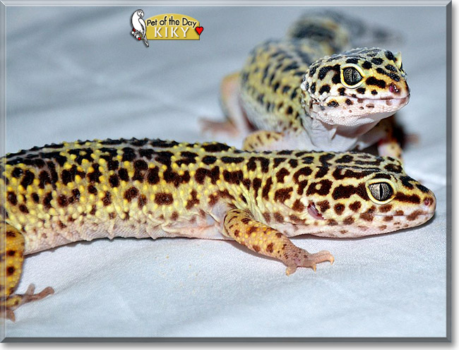 Kiky, the Pet of the Day Kiky, the Pet of the Day
