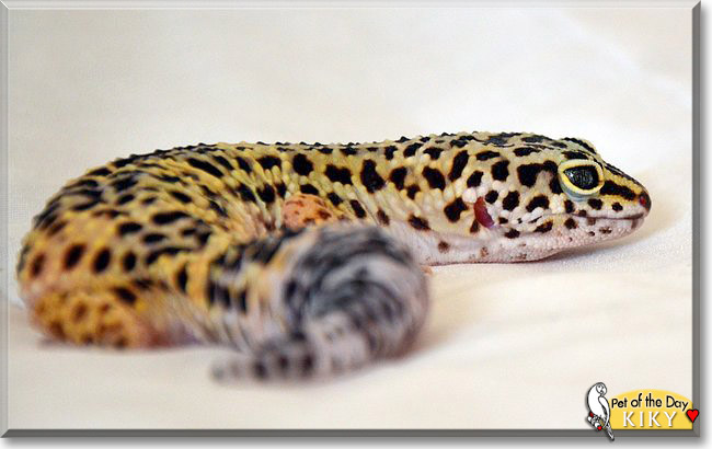 Kiky, the Pet of the Day Kiky, the Pet of the Day