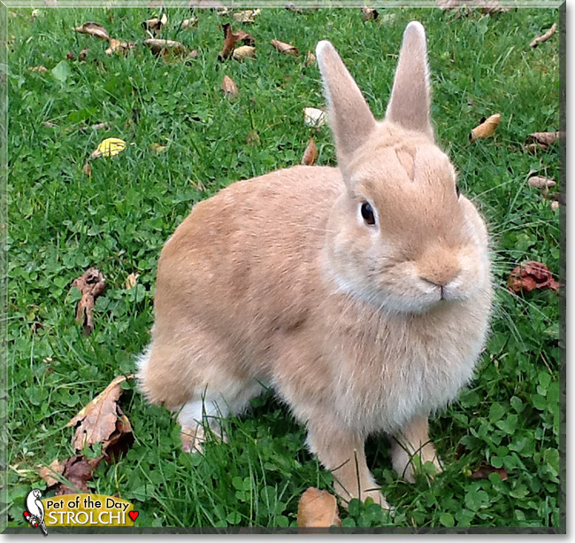 Strolchi, the Pet of the Day Strolchi, the Pet of the Day