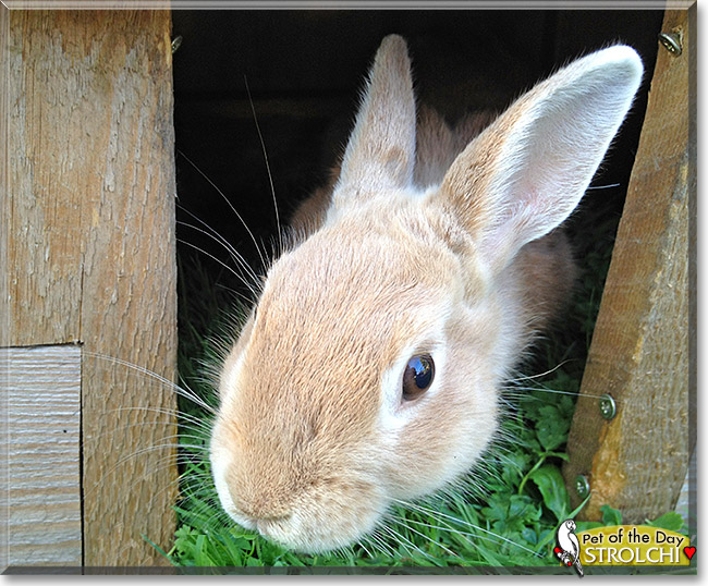 Strolchi, the Pet of the Day Strolchi, the Pet of the Day