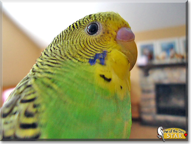 Star, the Pet of the Day Star, the Pet of the Day