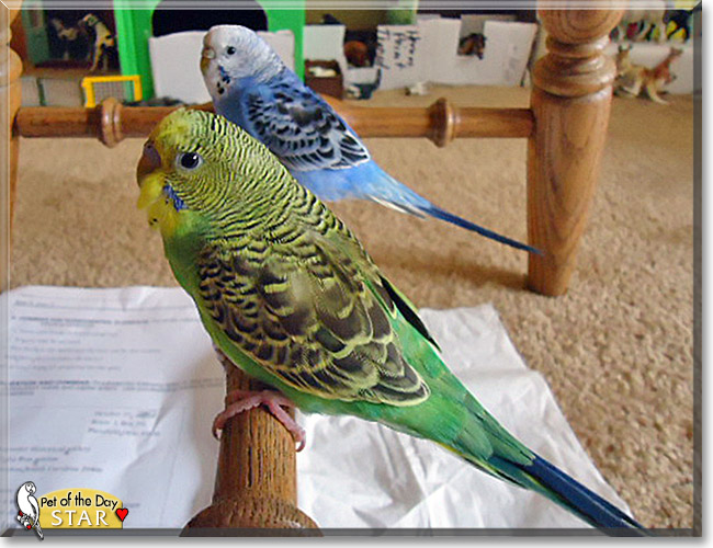 Star, the Pet of the Day Star, the Pet of the Day