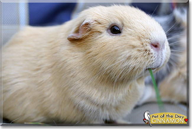 Cinnamon, the Pet of the Day Cinnamon, the Pet of the Day
