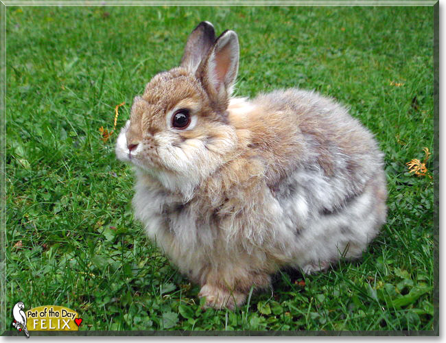 Felix, the Pet of the Day