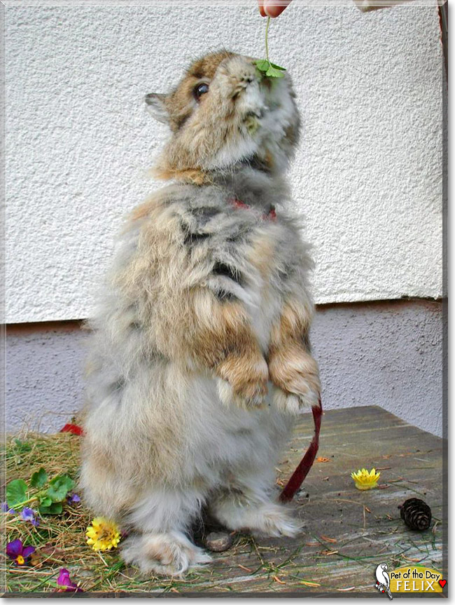 Felix, the Pet of the Day Felix, the Pet of the Day