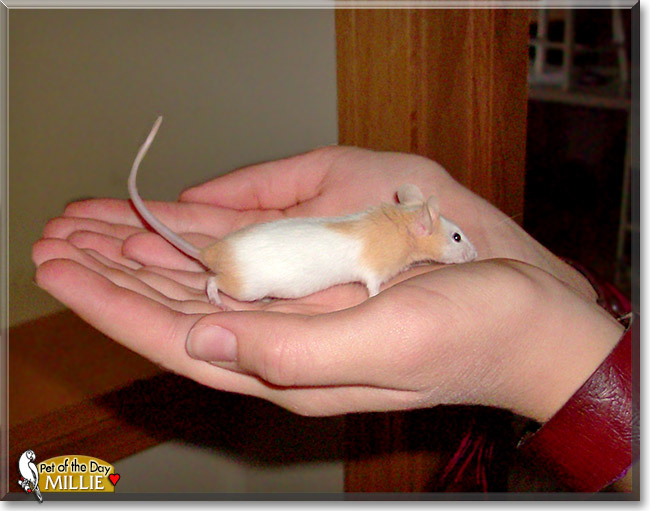Millie, the Pet of the Day