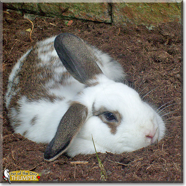Thumper, the Pet of the Day Thumper, the Pet of the Day