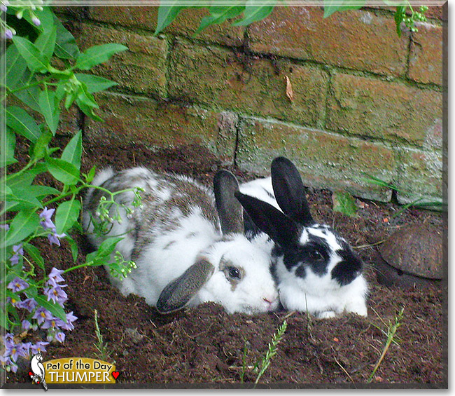 Thumper, the Pet of the Day Thumper, the Pet of the Day