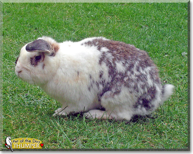 Thumper, the Pet of the Day Thumper, the Pet of the Day