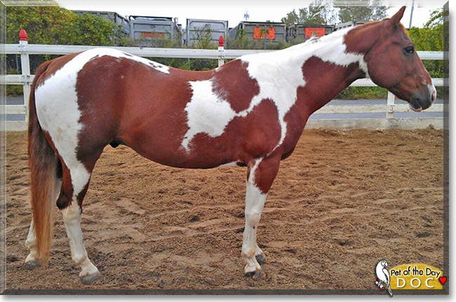 Doc, the Pet of the Day Doc, the Pet of the Day