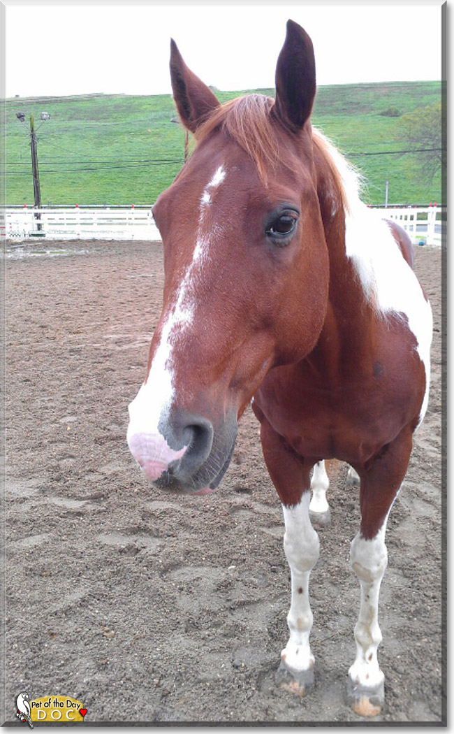 Doc, the Pet of the Day Doc, the Pet of the Day