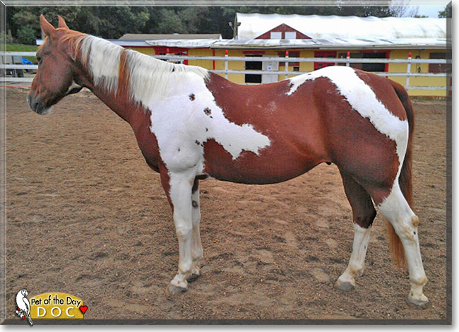 Doc, the Pet of the Day Doc, the Pet of the Day