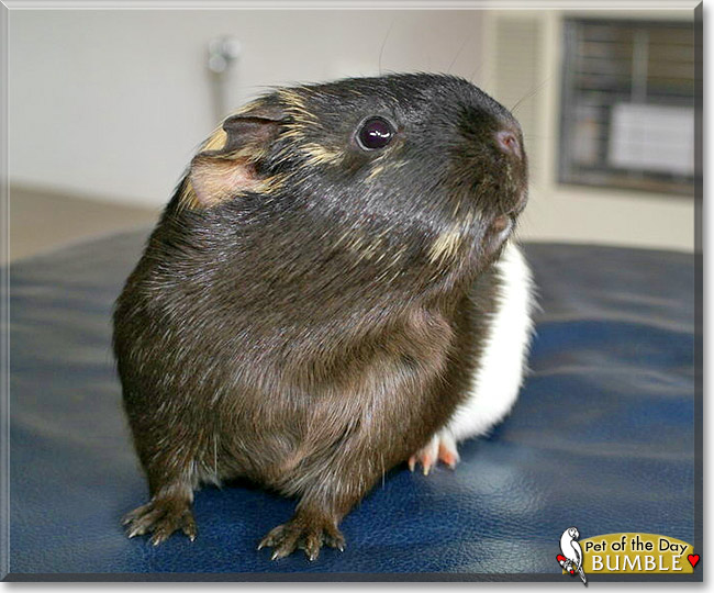 Bumble, the Pet of the Day Bumble, the Pet of the Day