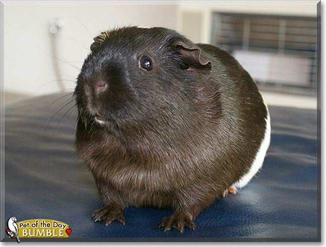 Bumble, the Pet of the Day Bumble, the Pet of the Day