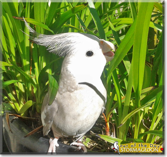 Stormagedon, the Pet of the Day Stormagedon, the Pet of the Day