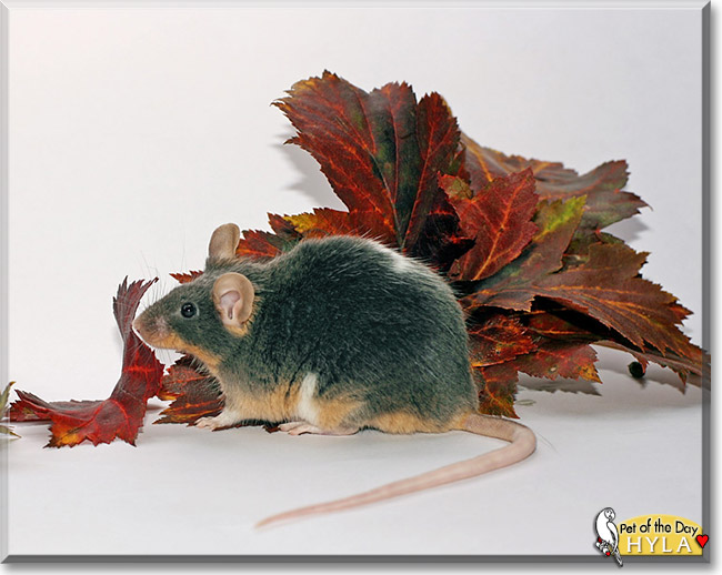 Hyla, the Pet of the Day Hyla, the Pet of the Day