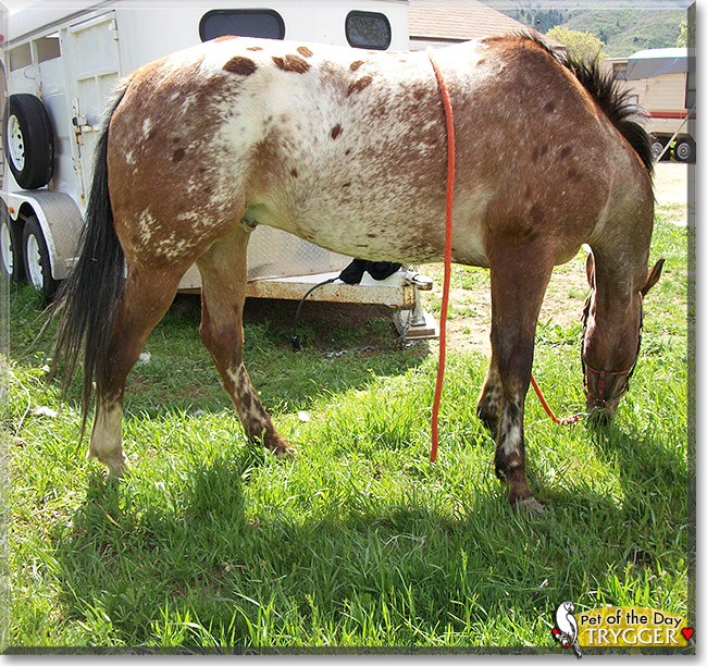 Trygger, the Pet of the Day Trygger, the Pet of the Day