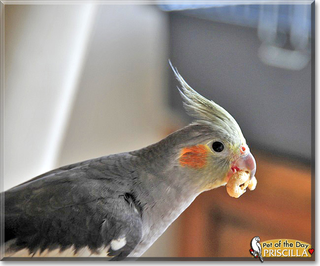 Priscilla, the Pet of the Day Priscilla, the Pet of the Day