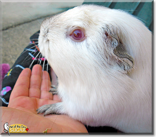 Sugar, the Pet of the Day