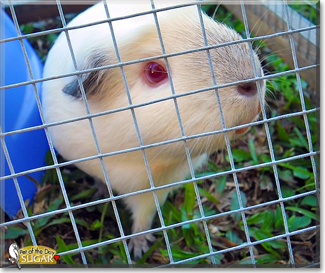 Sugar, the Pet of the Day