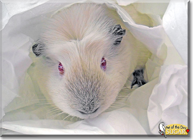 Sugar, the Pet of the Day