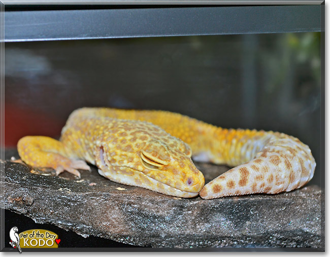 Kodo, the Pet of the Day Kodo, the Pet of the Day