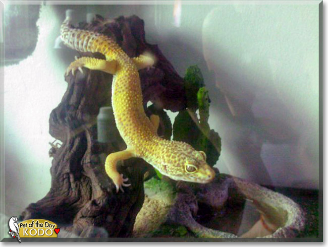 Kodo, the Pet of the Day Kodo, the Pet of the Day