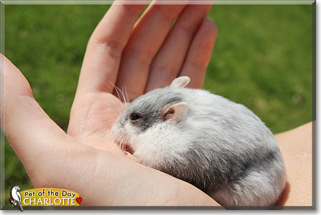 Charlotte, the Pet of the Day Charlotte, the Pet of the Day