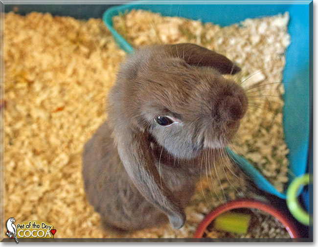 Cocoa, the Pet of the Day Cocoa, the Pet of the Day