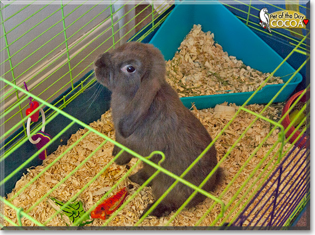 Cocoa, the Pet of the Day Cocoa, the Pet of the Day