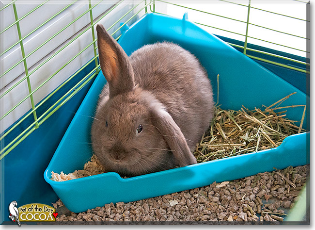Cocoa, the Pet of the Day Cocoa, the Pet of the Day