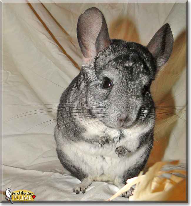 Plume, the Pet of the Day Plume, the Pet of the Day
