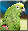 Samantha the Amazon Parrot