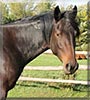 Nelly the Standardbred