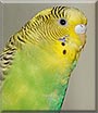 Sprite the Parakeet