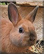 Goof Ball the Netherland Dwarf Rabbit