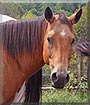 Wonder the Quarter Horse, Warmblood