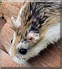 Salt the Roborovski Dwarf Hamster