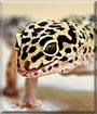 Kiky the Leopard Gecko