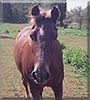 Lea the Welsh, Morgan Horse