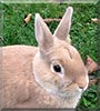 Strolchi the Rabbit