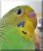 Star the Budgie