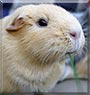Cinnamon the Guinea Pig