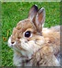 Felix the Rabbit
