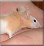 Millie the Pinto Mouse